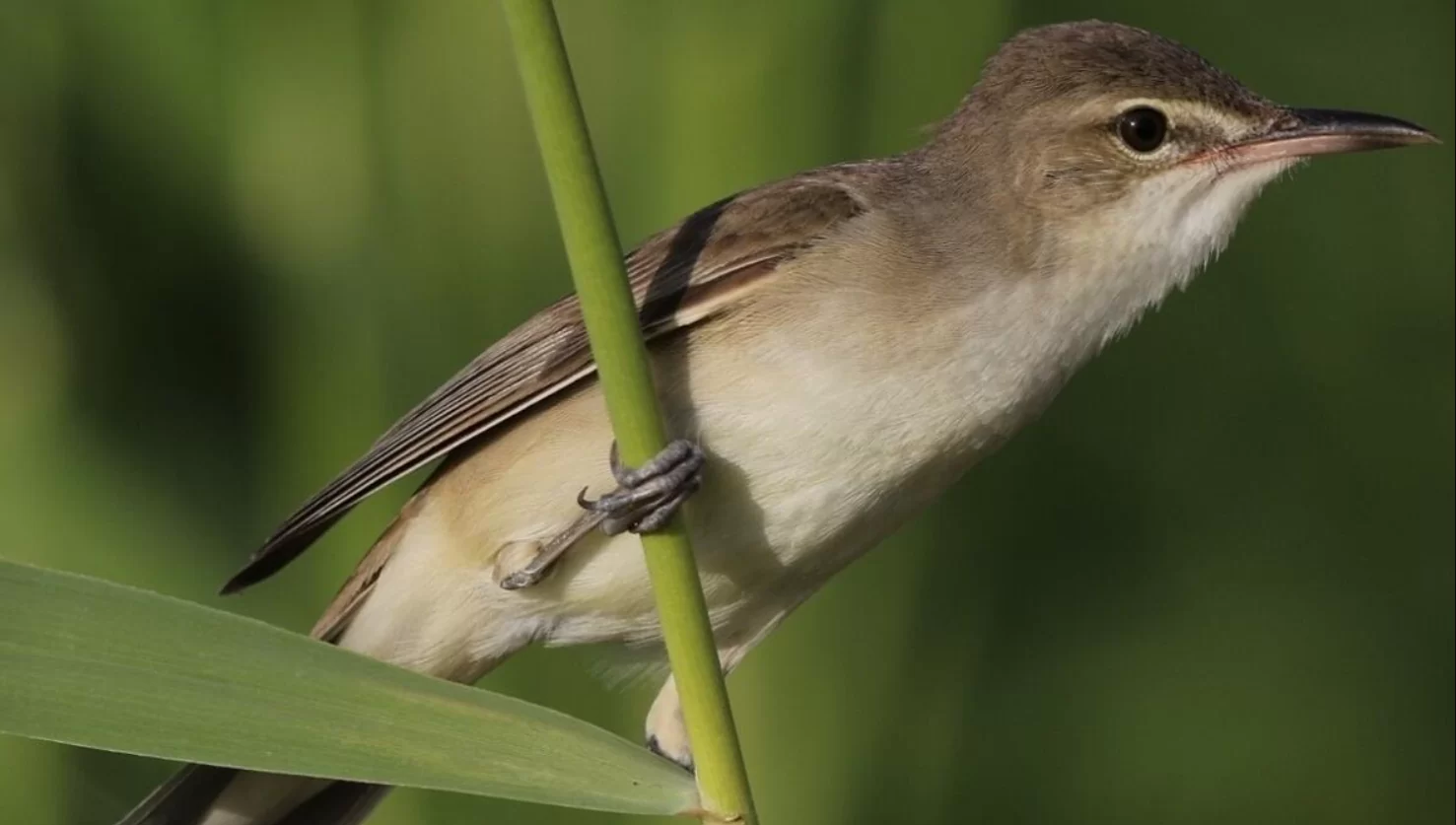 Bird-photography-in-Dubai