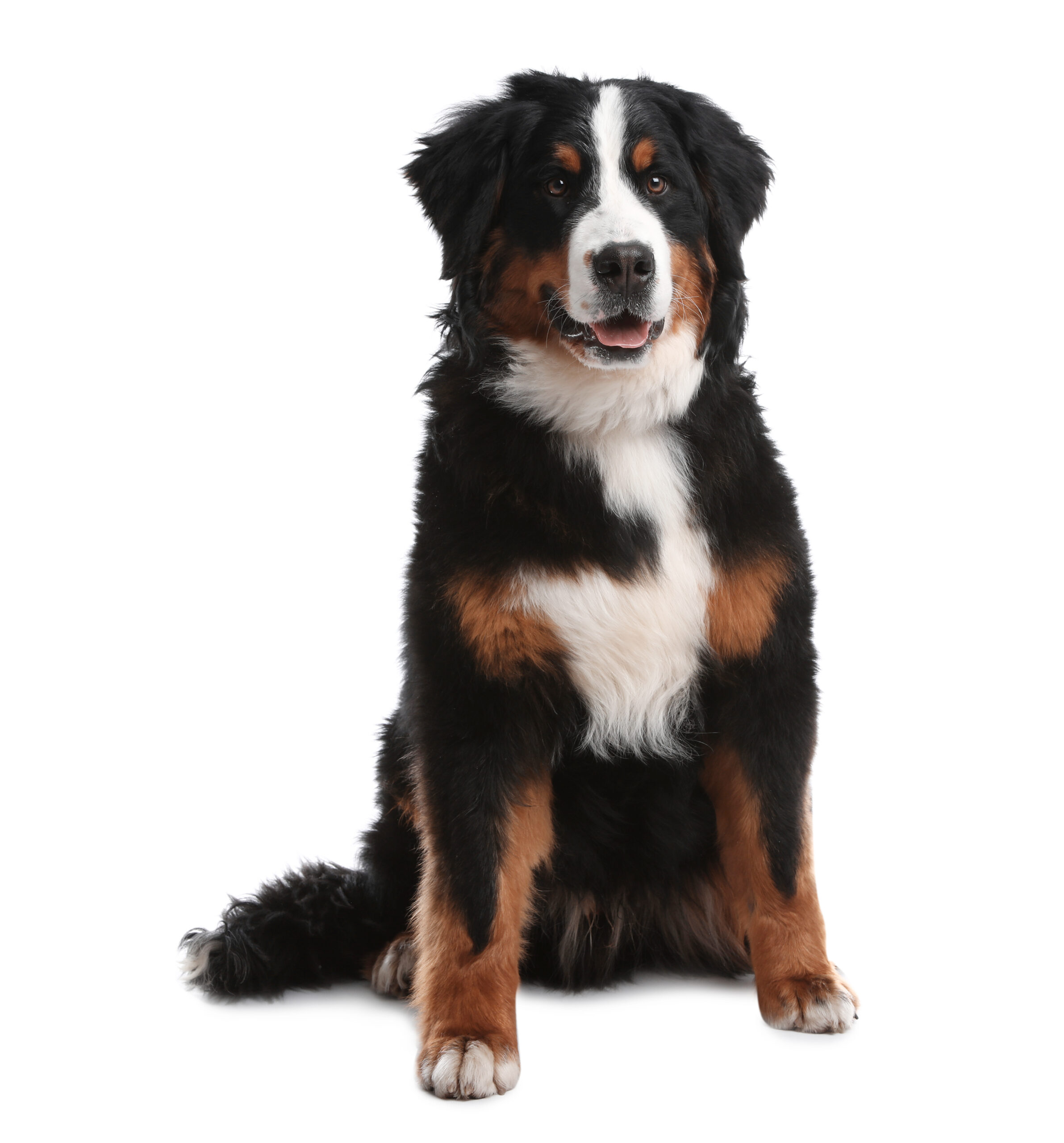 Funny Bernese mountain dog on white background